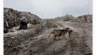 Pes se svým úlovkem na skládce v Albánii