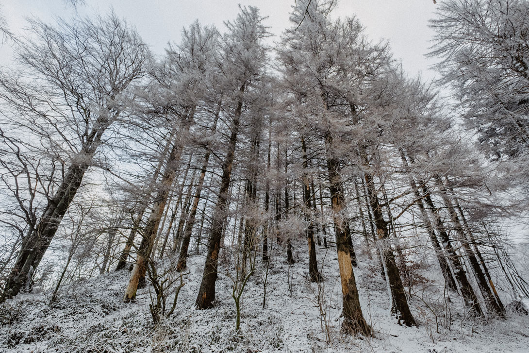 Zimní les focený na Fujifilm X-T3